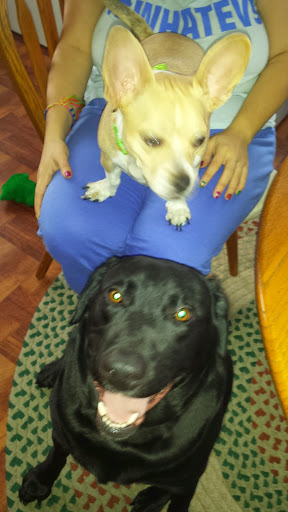 Public Golf Course «Neshaminy Valley Golf Club - OPEN to PUBLIC», reviews and photos, 440 Almshouse Rd, Richboro, PA 18954, USA