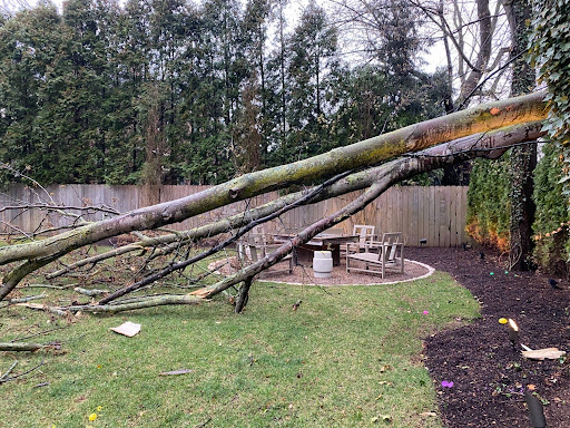 Tree Service «Polgar Tree Service & Removal LLC», reviews and photos