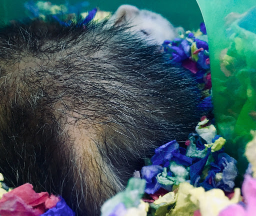 Pet Store «Critter Cabana - Wilsonville», reviews and photos, 8406 SW Main St #200, Wilsonville, OR 97070, USA