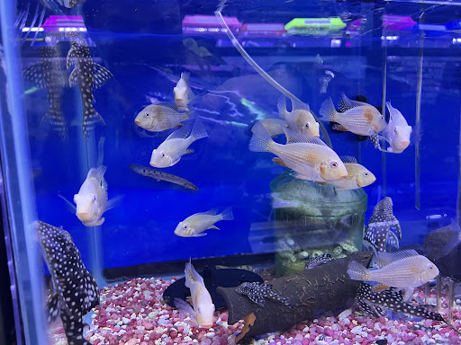 Pet Supply Store «Monster Aquarium Inc.», reviews and photos, 131-08 40 Rd, Flushing, NY 11354, USA