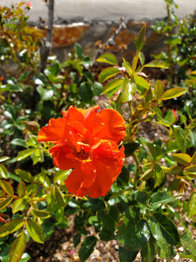 El Paso Municipal Rose Garden image 8