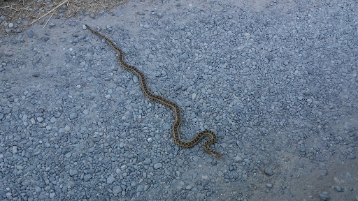 Fine Dining Restaurant «Sonoma Wine Shop / La Bodega Kitchen», reviews and photos, 2295 Gravenstein Hwy S, Sebastopol, CA 95472, USA