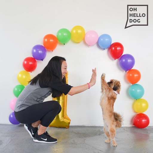 Oh Hello Dog: DTLA Dog Daycare & Boarding