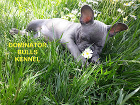 Dominator Bulls Kennel-Francia Bulldog Kennel