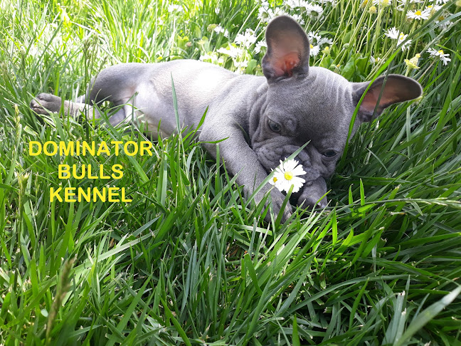 Dominator Bulls Kennel-Francia Bulldog Kennel