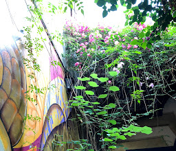 Darjeeling Tea Room. Casa Morelos photo