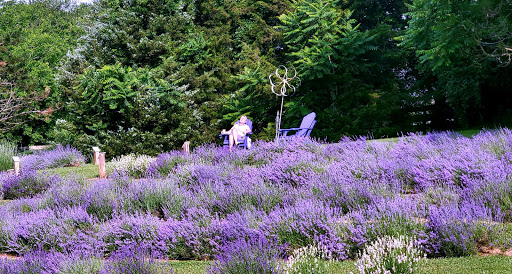 Farm «Blooming Hill Lavender Farm», reviews and photos, 19929 Telegraph Springs Rd, Purcellville, VA 20132, USA