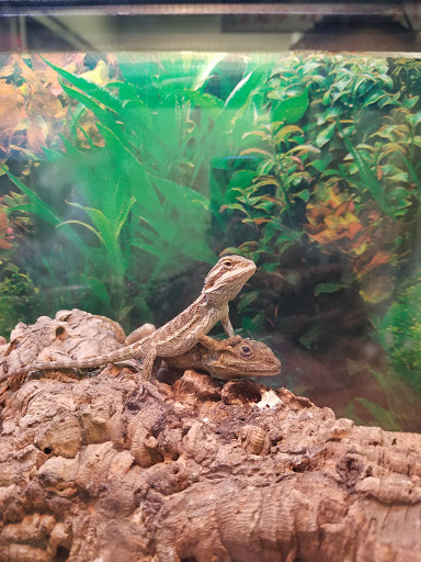 Pet Supply Store «Petland Discounts - Park Slope», reviews and photos, 510 5th Ave, Brooklyn, NY 11215, USA