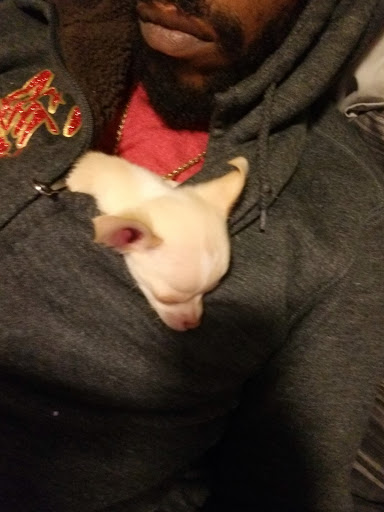 Pet Supply Store «PetSmart», reviews and photos, 4300 E Alameda Ave, Glendale, CO 80246, USA