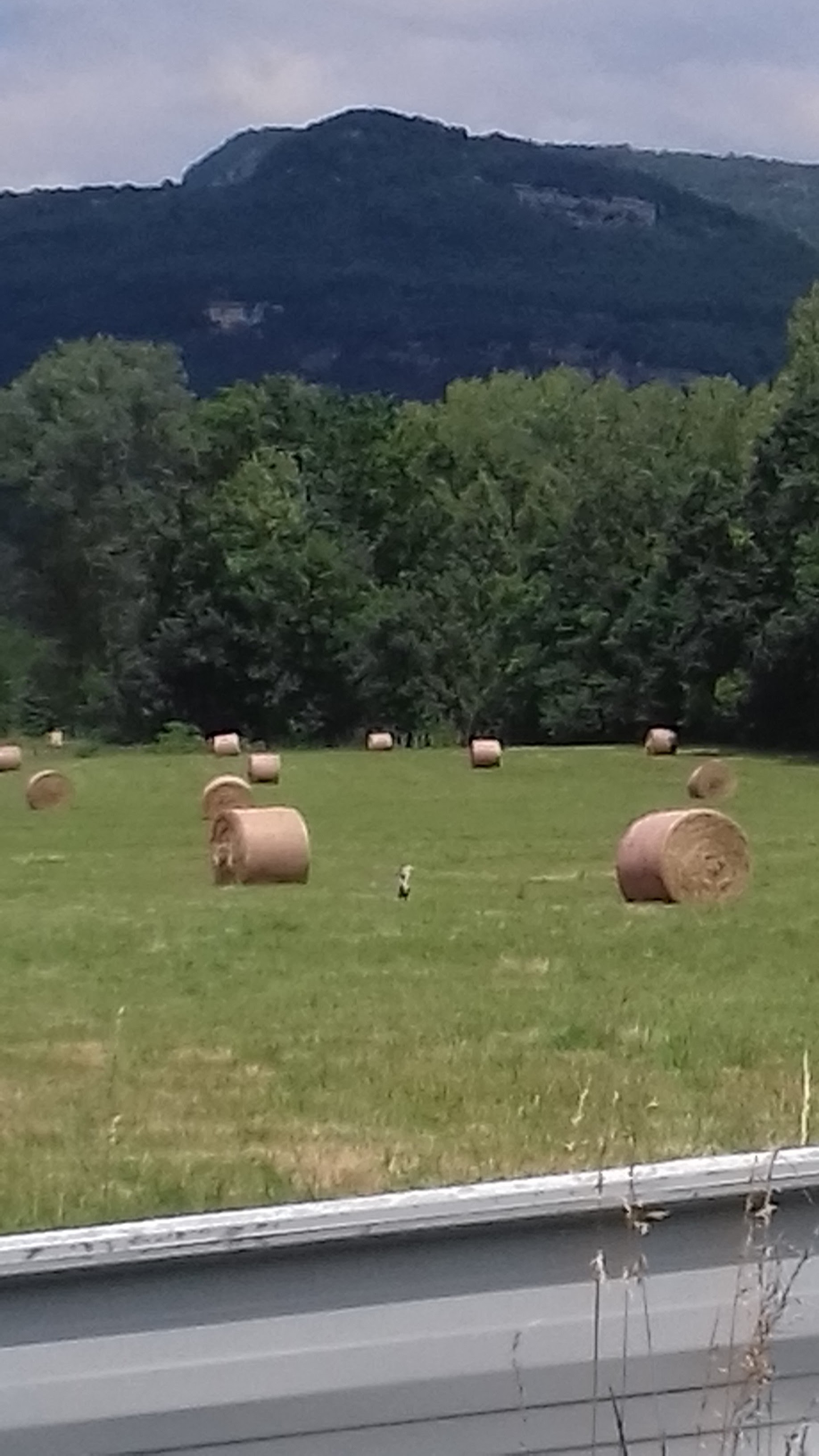 Photo n° 2 de l'avis de renardeau. fait le 18/06/2020 à 11:05