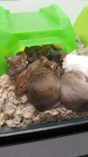 Pet Supply Store «Petco Animal Supplies», reviews and photos, 1203 SE Everett Mall Way f, Everett, WA 98208, USA