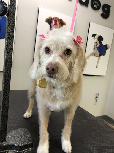 Wonderdog Pet Grooming