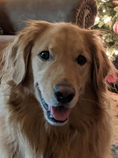 Pet Store «Charm City Puppies», reviews and photos, 8205 Snowden River Pkwy, Columbia, MD 21045, USA