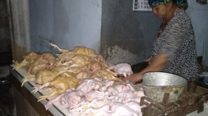 Distributor Ayam Potong Pasuruan Mas Faiz