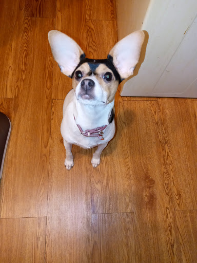 Pet Supply Store «PetSmart», reviews and photos, 238 Atlantic Ave, Brooklyn, NY 11201, USA