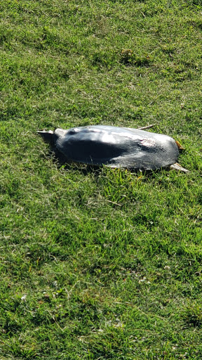 Golf Driving Range «Eastland Green Golf Course», reviews and photos, 550 Clubhouse Ln, Clarksville, TN 37043, USA