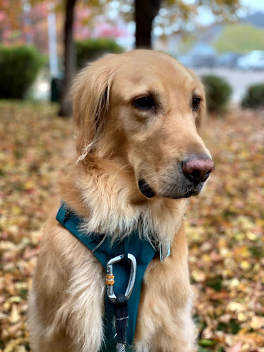 Insurance Agency «Embrace Pet Insurance», reviews and photos