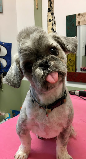 Pet Groomer «A Klassy Lassie, LLC», reviews and photos, 30 Old Jackson Rd, McDonough, GA 30252, USA