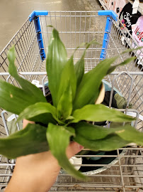 Lowe's Garden Center - Photo 6 - Car repair in Lake Charles, LA, Lake Charles