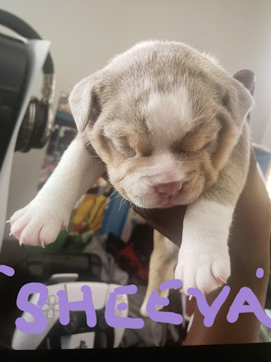 Pet Supply Store «Bully Zone Pet Supplies & Pet Grooming», reviews and photos, 1409 McCarter Hwy, Newark, NJ 07104, USA