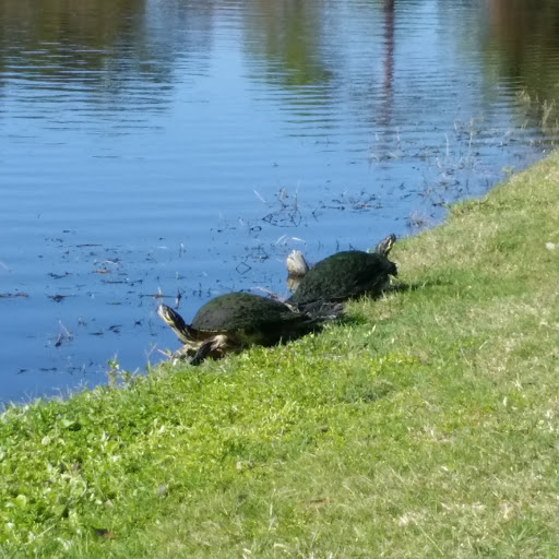 Golf Course «The Tides Golf Club», reviews and photos, 11832 66th Ave N, Seminole, FL 33772, USA