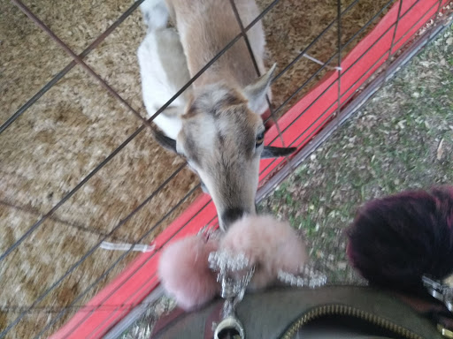 Tourist Attraction «Myrtle Beach Speedway», reviews and photos, 455 Hospitality Ln, Myrtle Beach, SC 29579, USA