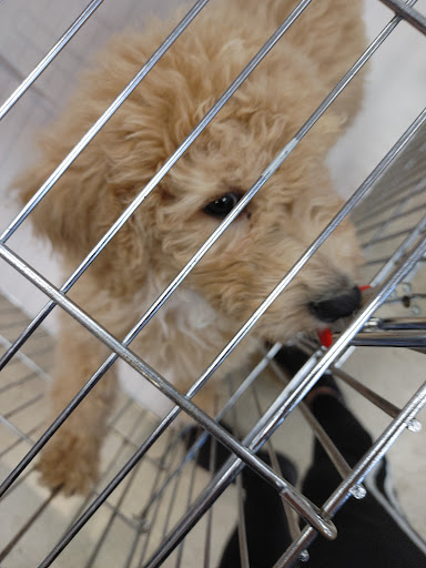 Pet Store «Pet World - Auburndale», reviews and photos, 3637 Havendale Blvd, Auburndale, FL 33823, USA