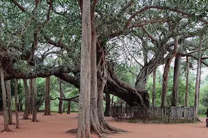Big banyan tree image