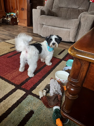 Country Critters Pet Grooming & Boarding