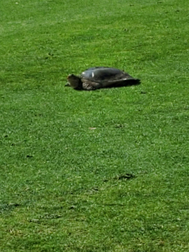 Golf Course «The Claw at USF», reviews and photos, 13801 N 46th St, Tampa, FL 33613, USA