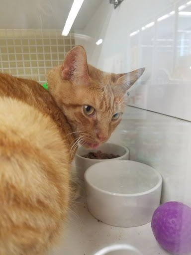 Pet Supply Store «Petco Animal Supplies», reviews and photos, 5120 E Bay Dr, Clearwater, FL 33764, USA