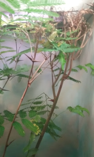 Gift Shop «Smithsonian Museum of Natural History Gift Shops», reviews and photos, 10th St NW & Constitution Avenue Northwest, Washington, DC 20004, USA