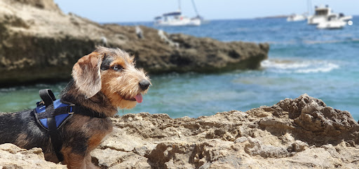 Clínica Veterinaria Son Ferrer Comunidad de Bienes en Son Ferrer