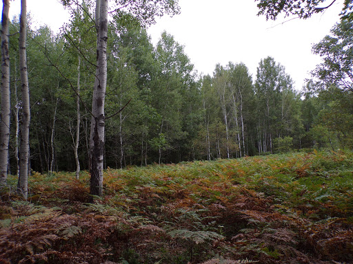 Midland-Mackinaw South Trailhead