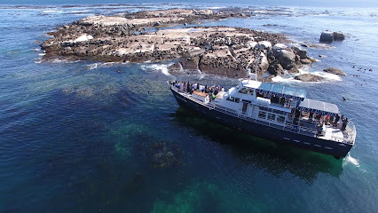 Hout Bay Seal Island cruise