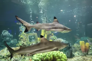 Rayong Aquarium image