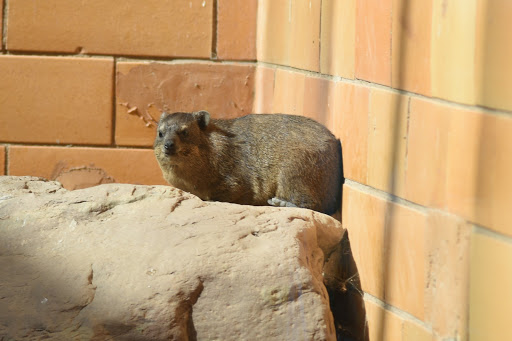 Zoo «Seneca Park Zoo», reviews and photos, 2222 St. Paul Street, Rochester, NY 14621, USA