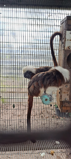 Zoo «Florida International Teaching Zoo», reviews and photos, 7725 FL-48, Bushnell, FL 33513, USA