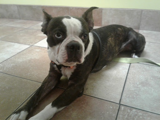 Pet Supply Store «PetSmart», reviews and photos, 139 Rolling Hills Cir, Easley, SC 29640, USA