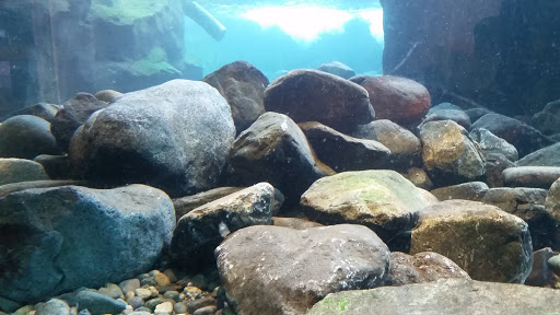 Gift Shop «Seattle Aquarium Gift Store», reviews and photos, 1483 Alaskan Way, Seattle, WA 98101, USA