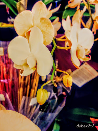 Grocery Store «Albertsons», reviews and photos, 6965 N Hayden Rd, Scottsdale, AZ 85250, USA