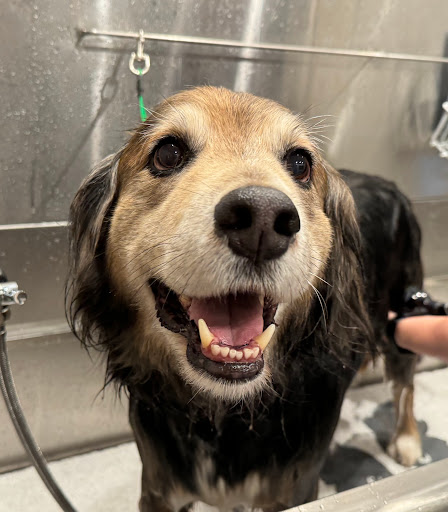 4 Seasons Barks and Bubbles