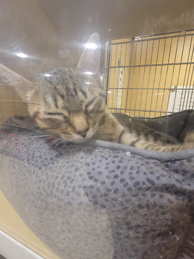 Pet Supply Store «PetSmart», reviews and photos, 2458 Central Park Ave, Yonkers, NY 10710, USA