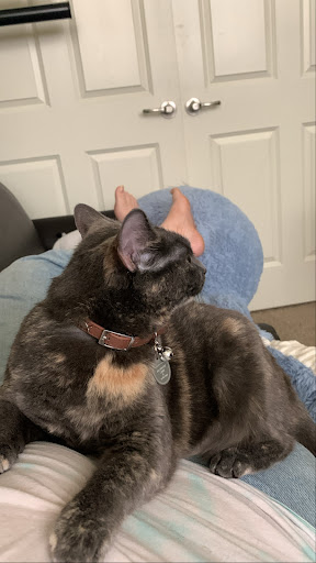 Pet Supply Store «PetSmart», reviews and photos, 2300 Gary Farm Blvd #600, Bowling Green, KY 42104, USA