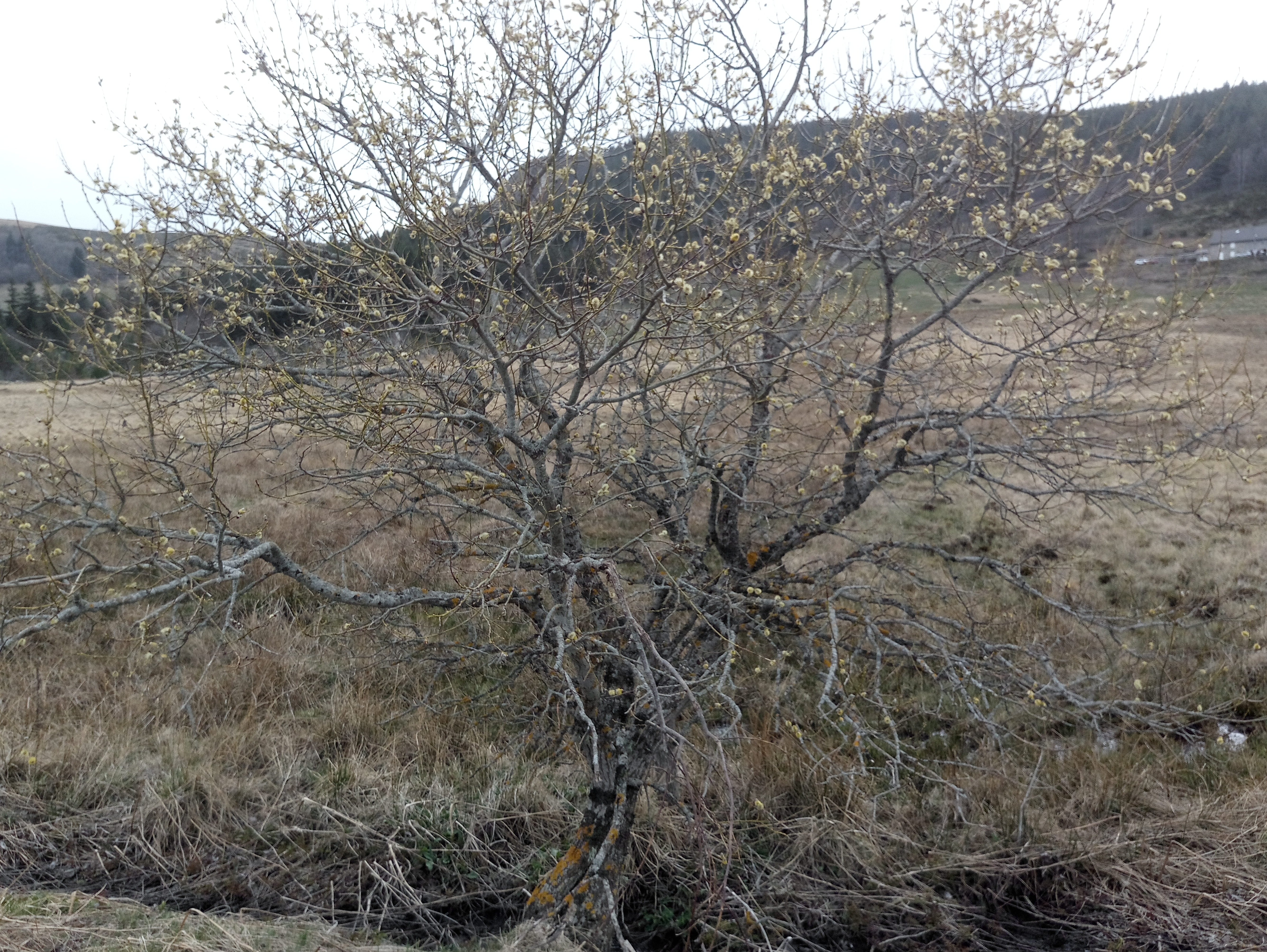 Photo n° 7 de l'avis de GIRAUD.R fait le 24/04/2019 à 16:10