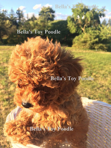 Bella’s Red Toy Poodle