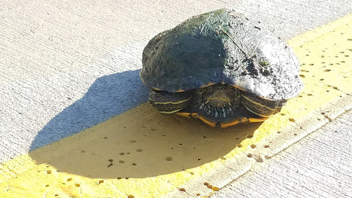 Park «Trammell Crow Park», reviews and photos, 3700 Sylvan Ave, Dallas, TX 75207, USA