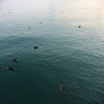 Photo n°7 de l'avis de andrea.a fait le 23/07/2022 à 22:09 sur le  La Palafitta à Viverone