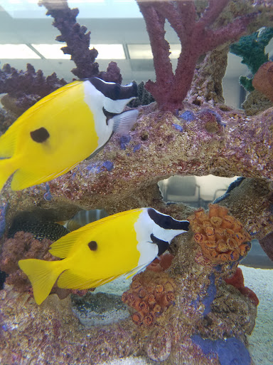 Ford Dealer «Folsom Lake Ford», reviews and photos, 12755 Folsom Blvd, Folsom, CA 95630, USA