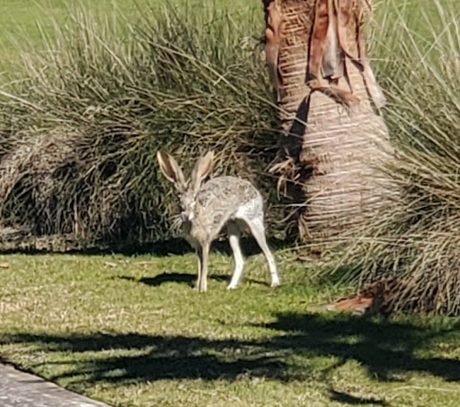 Golf Club «Palmilla Beach Golf Club», reviews and photos, 258 Snapdragon, Port Aransas, TX 78373, USA